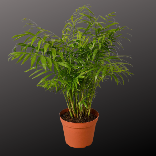 parlor palm artificial light Parlor Palm – The Shadow Garden