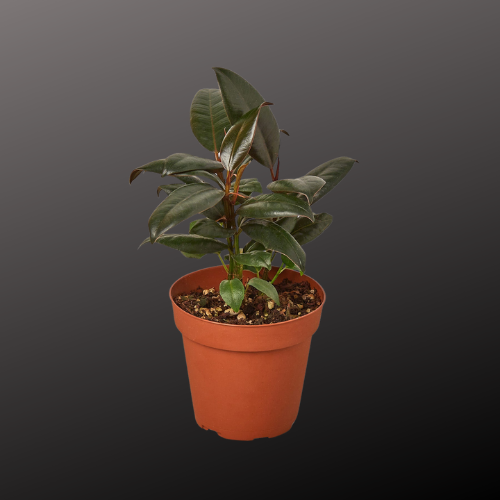 burgundy ficus elastica plant pot Ficus Elastica 'Burgundy' – The Shadow Garden
