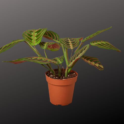 crimson prayer plant DecoraciOn 4-MARANTA-RED Maranta Red Prayer Plant in 4 in. Pot