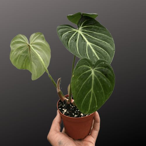 philodendron gloriosum baby Philodendron Gloriosum Silver Veins