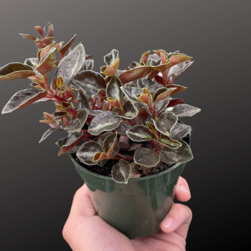 Peperomia 'Metallica'