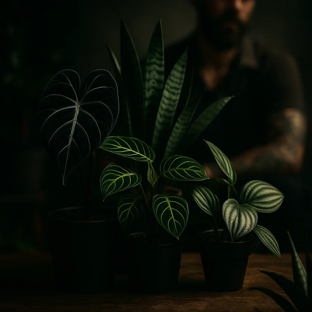 Dark Favorites