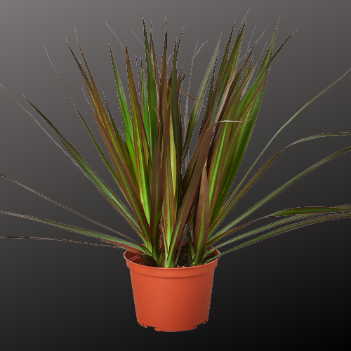 Dracaena 'Marginata Magenta'