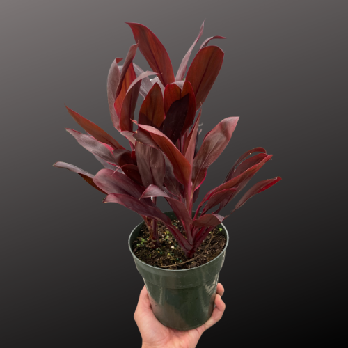 Cordyline 'Calypso Queen'