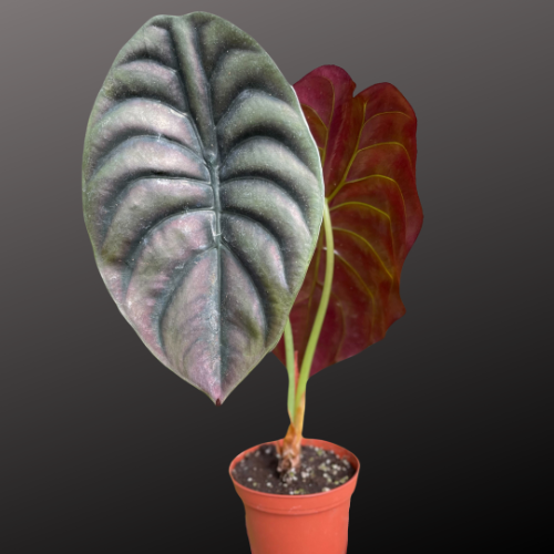 Alocasia 'Red Secret'