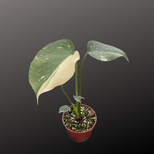 monstera constelación Monstera 'Thai Constellation' – The Shadow Garden