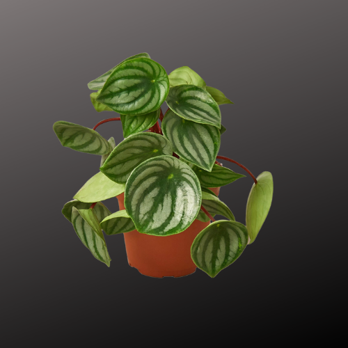 Peperomia Watermelon