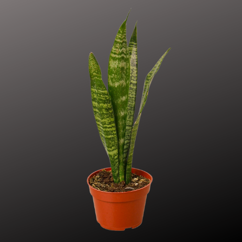 Snake Plant 'Zeylanica'