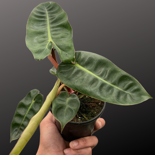 Philodendron 'Billietiae'