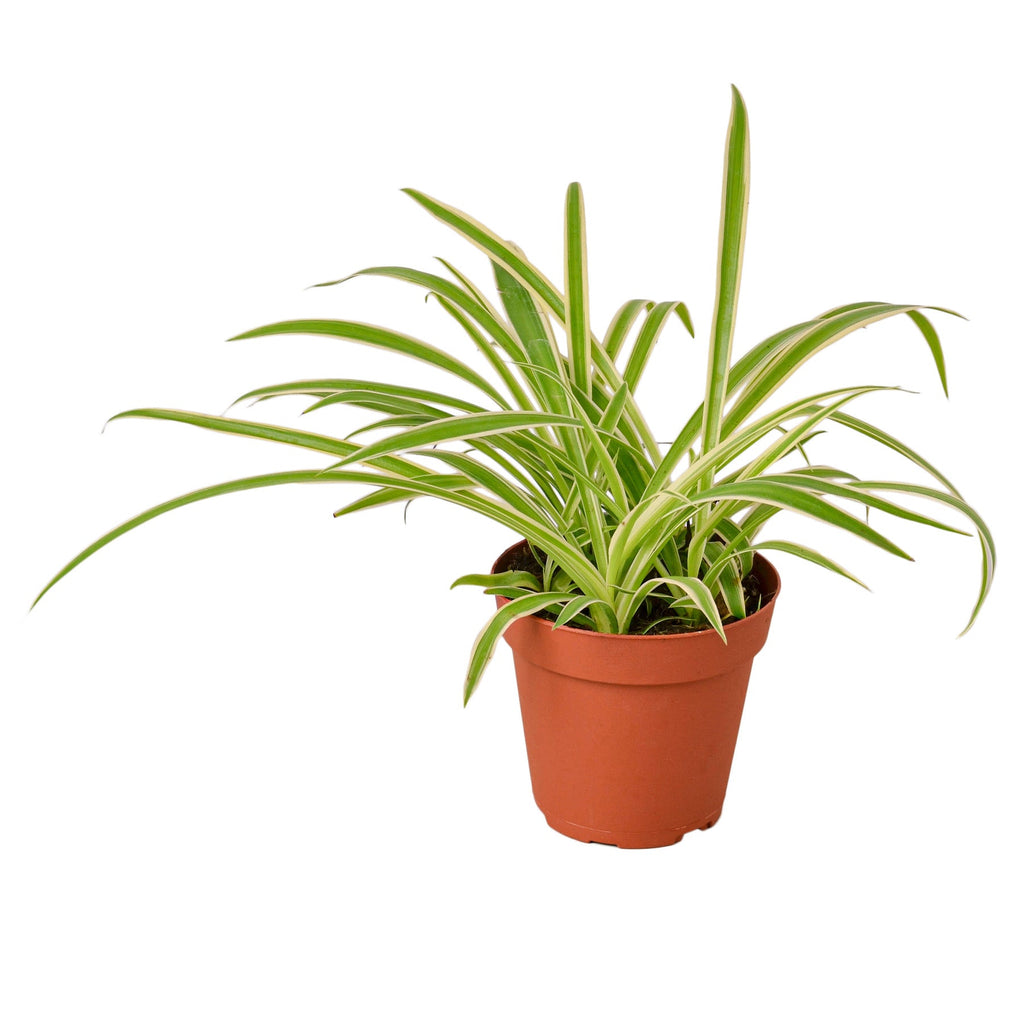 Spider Plant