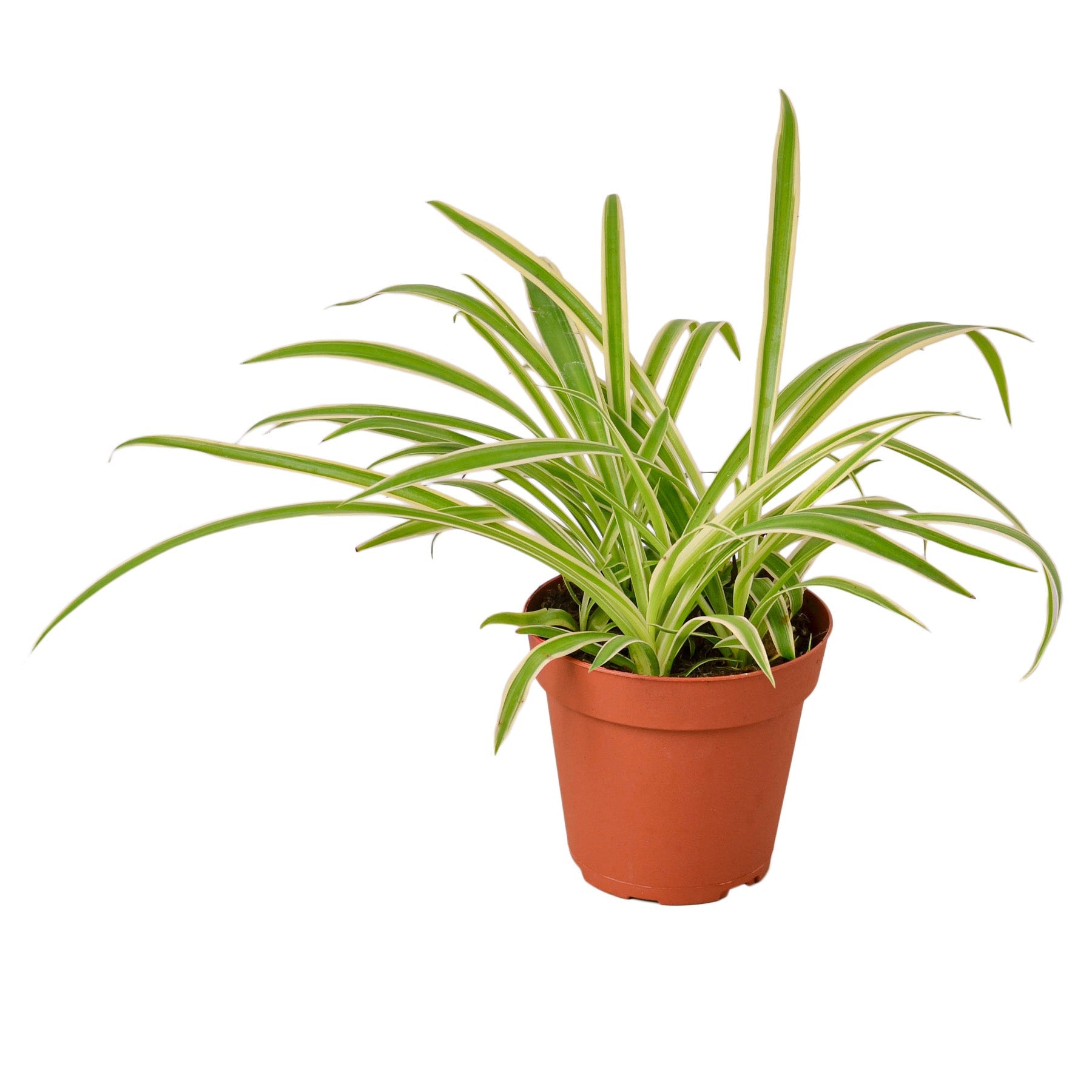 Spider Plant