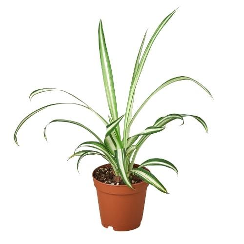 Spider Plant