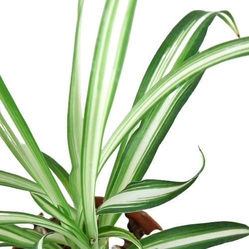 Spider Plant