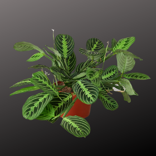 Maranta 'Lemon Lime'