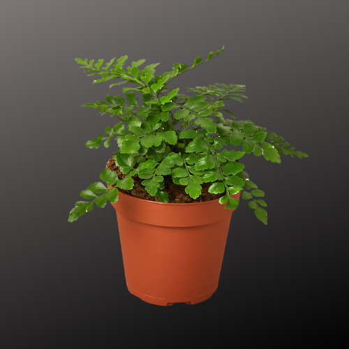 Austral Gem Fern