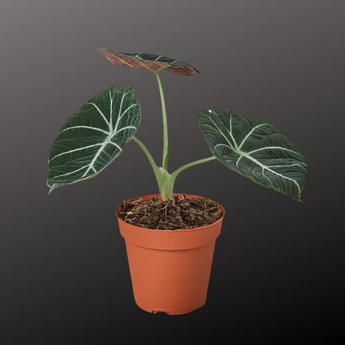 Alocasia Reginula 'Black Velvet'
