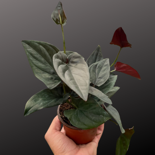 Syngonium 'Red Arrow'