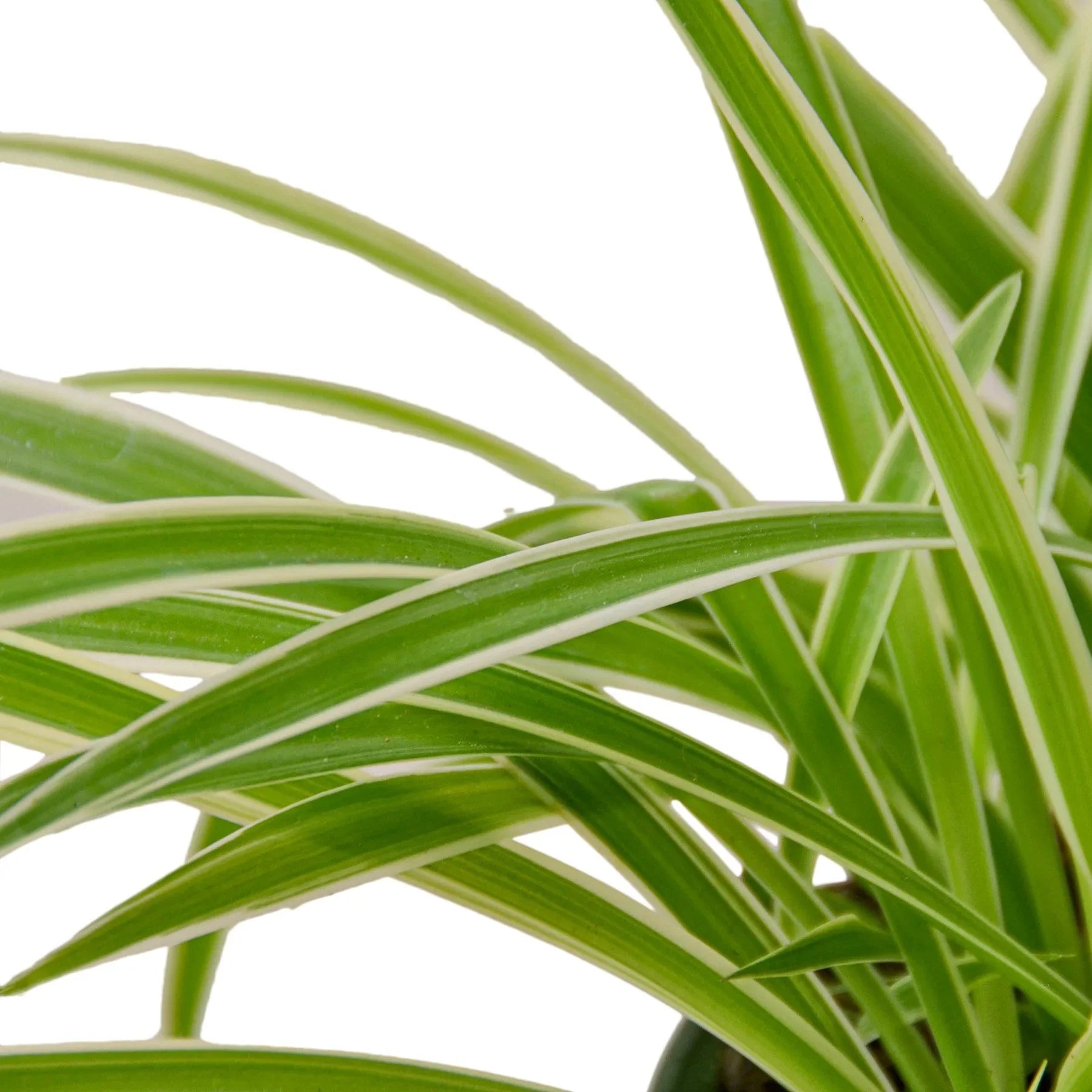 dark green spider plant The Snobby Leaf | Spider Plant Reverse - 6 inch Pot