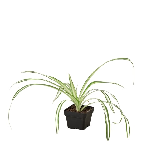 Spider Plant