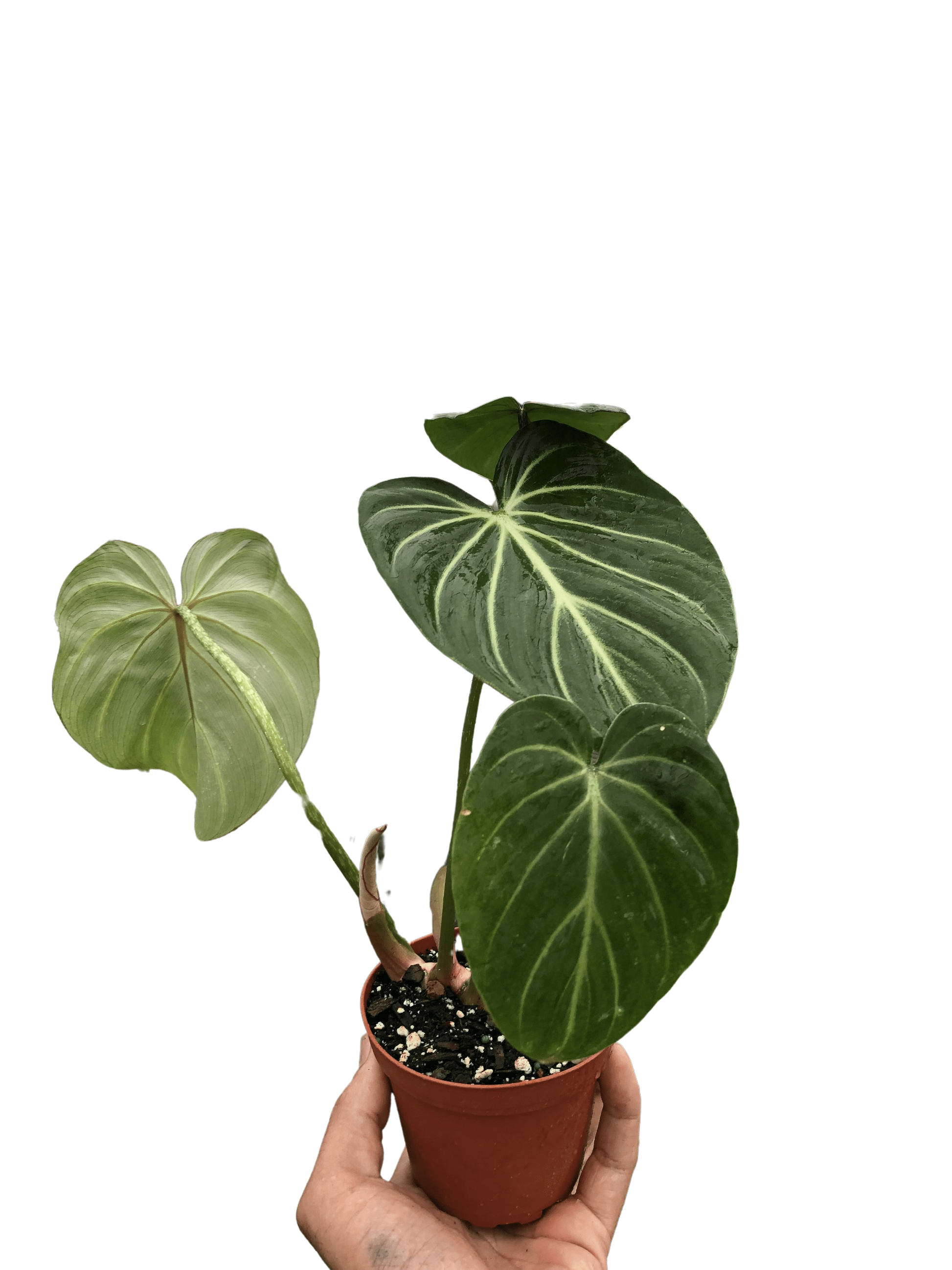 philodendron gloriosum white veins Philodendron Gloriosum – The Shadow Garden