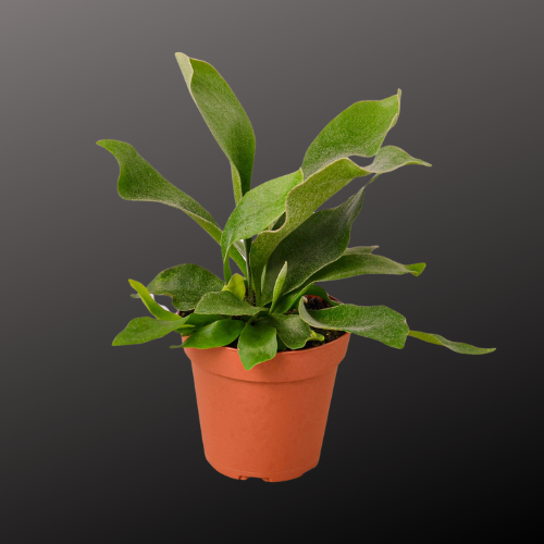 Staghorn Fern