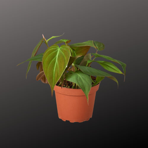 Philodendron 'Velvet'