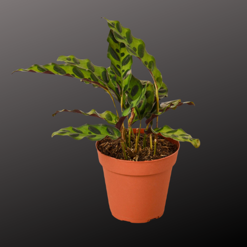 Calathea Lancifolia 'Rattlesnake'