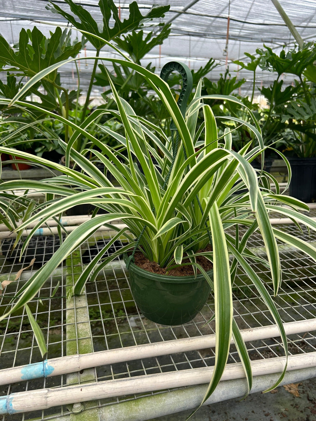 Spider Plant