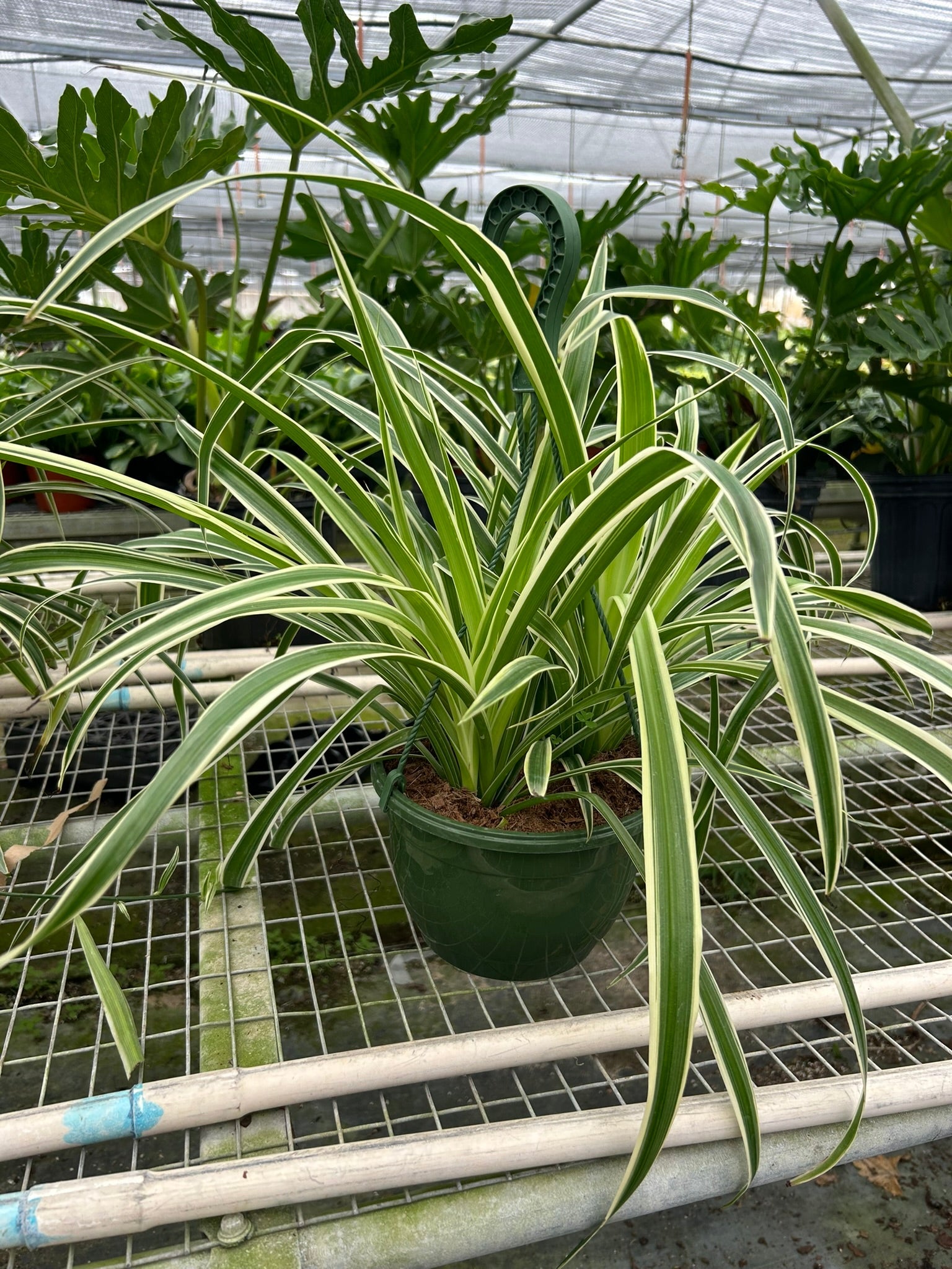 Spider Plant