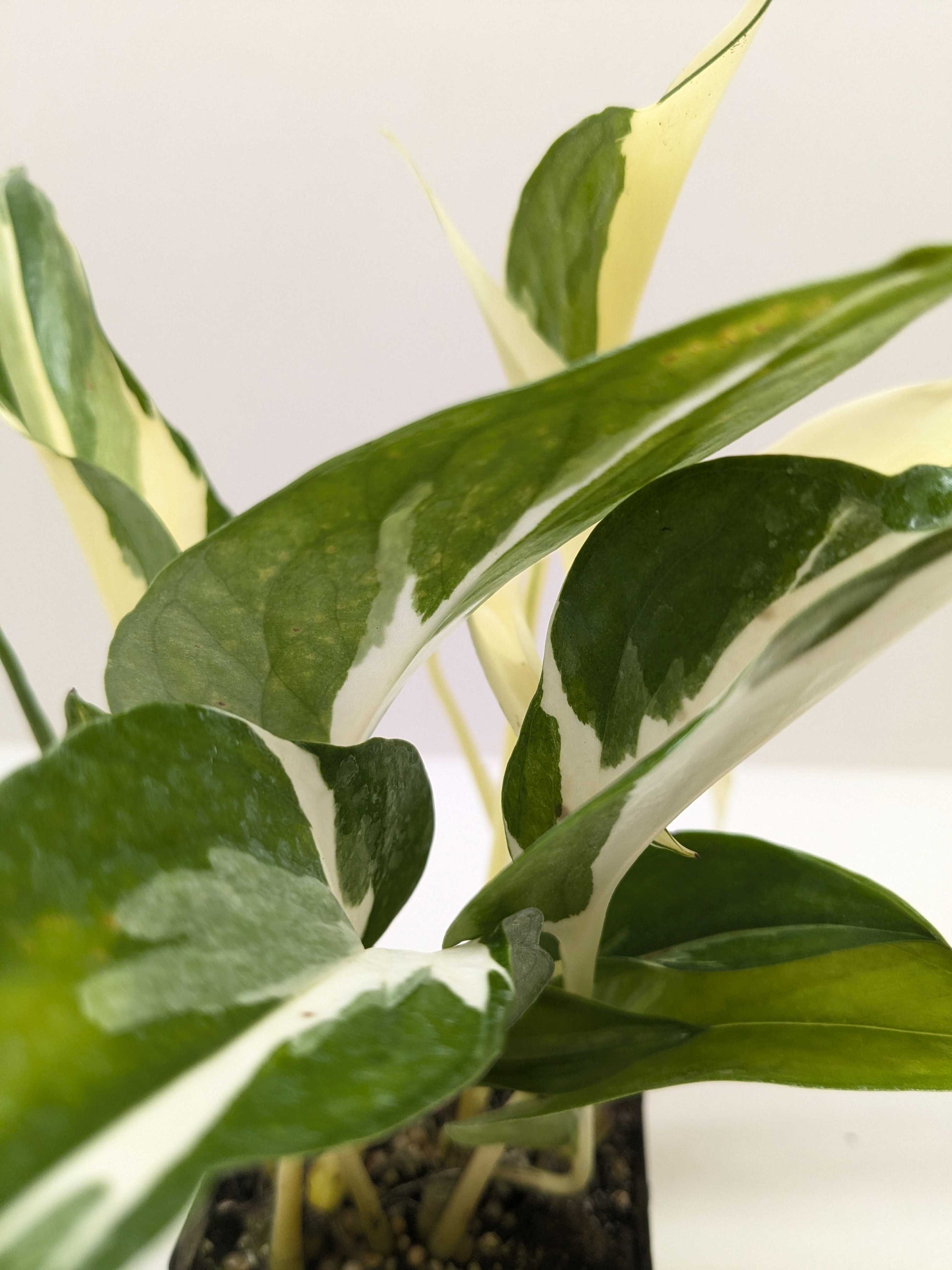 Pothos 'Mutant Manjula'
