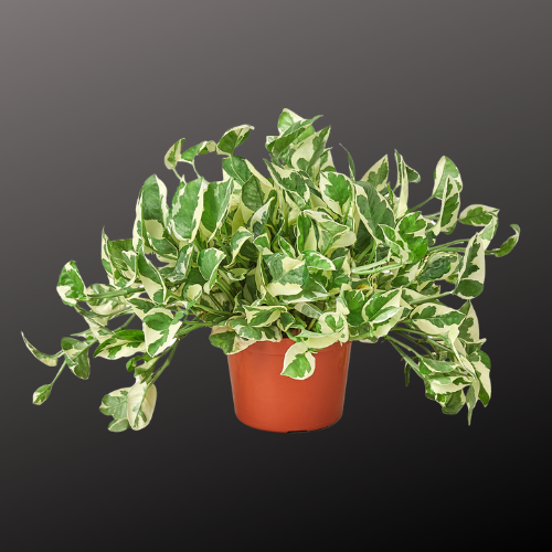 Pothos 'N'joy'