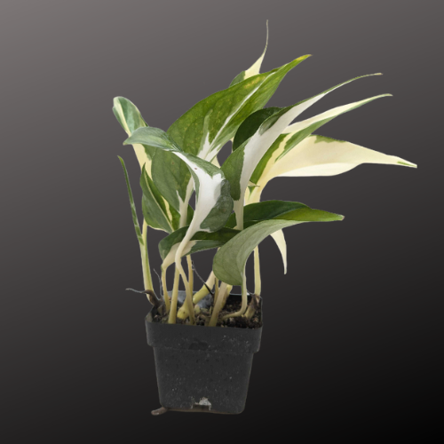 Pothos 'Mutant Manjula'