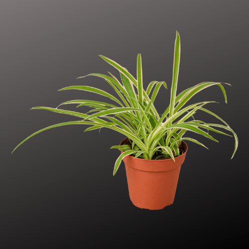 Spider Plant