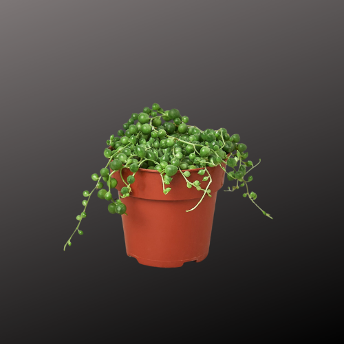 String of Pearls