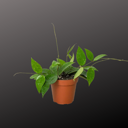 Hoya 'Black Margin'