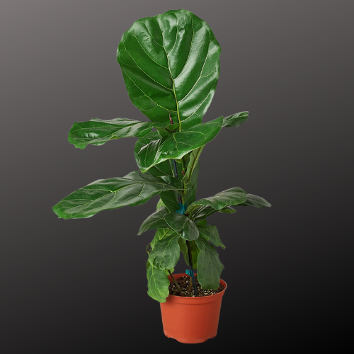 Ficus Lyrata 'Fiddle Leaf Fig'