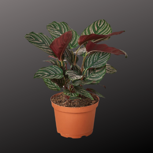 Calathea 'Ornata'