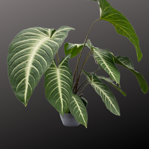Xanthosoma 'Lendenii'
