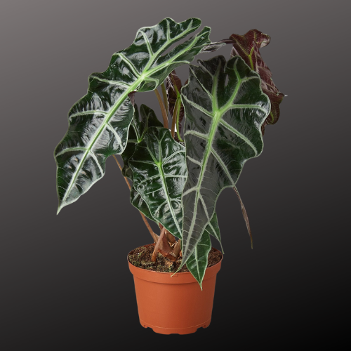 african mask elephant ear plant Alocasia Polly 'African Mask' Size 6 Pot