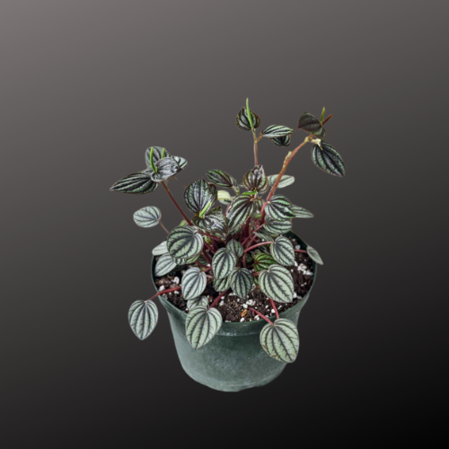 Peperomia 'Picollo Banda'