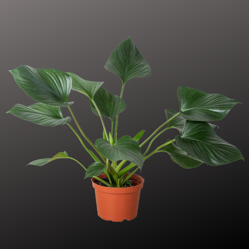 Homalomena 'Emerald Gem'