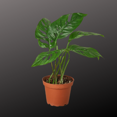 Monstera Adansonii 'Swiss Cheese'